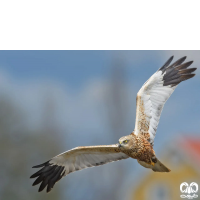 گونه سنقر تالابی Western Marsh Harrier